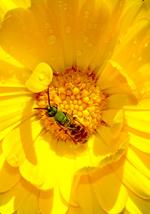 Green sweat bee feeding on a yellow flower