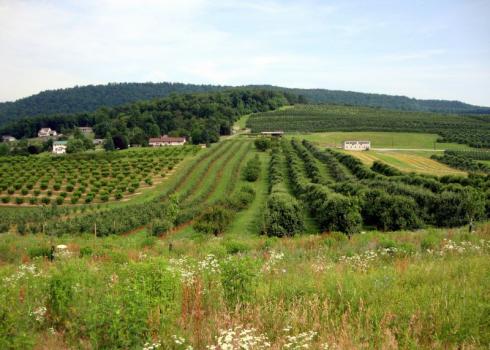 Flowers bloom in the foreground of a Pennsylvania orchard with hills in the distance. Photo: Kelly Gill/ Xerces Society