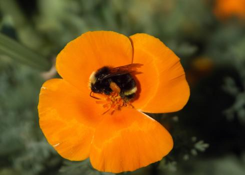 Bumble bee on California poppy flower