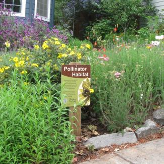 pollinator garden with a pollinator habitat sign