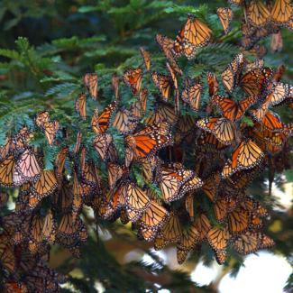 A dense cluster of monarchs, with their bright orange hues shining, cling to a deep green pine branch.