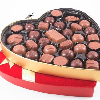 A heart-shaped box of chocolates with the lid off is shown, with a small fly perched on the rim.