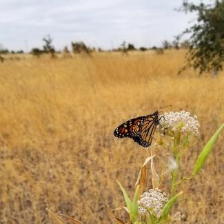 A western monarch rests on a white flower amid a dry, grassy field.