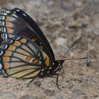 A butterfly with orange and blue features sits with its wings closed on rocky dirt.