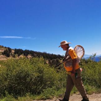 Robbin Thorp, wearing an orange shirt and tan pants and a tan hat, carries a net as he walks through the hills of southern Oregon.