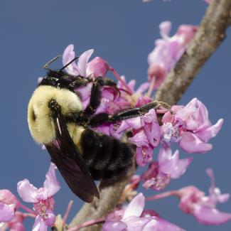 Brown-belted bumble bee nectaring on eastern redbud.