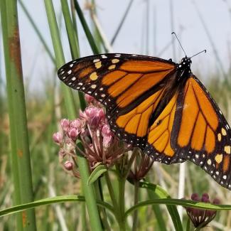 With wings spread, a monarch butterfly basks on a milkweed plant among the stems of a tulle marsh.