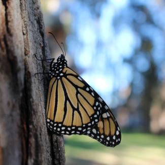A monarch, with its wings folded, showing the duller orange side, clings to a rough tree trunk in a dimly-lit landscape.