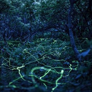 Meandering yellow-green streaks weave through a darkening forest with a thick understory of ferns, in this long-exposure shot of fireflies.