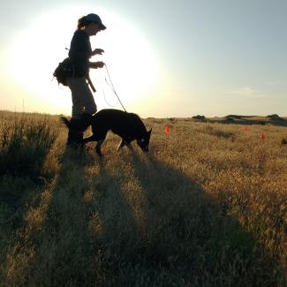 A woman walking across a field with a nose working dog, looking for bumble bee nests.