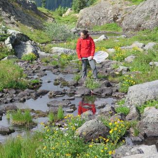 A woman in a red rain coat and gray hiking pants stands on the edge of a rocky mountain stream, holding a net, and scanning the water carefully. She is in a mountain meadow with yellow flowers.