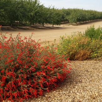 A line of colorful, flowering plants, including a bush with red blossoms in the foreground, recedes into the distance. Parallel to this line are rows of trees in an orchard.