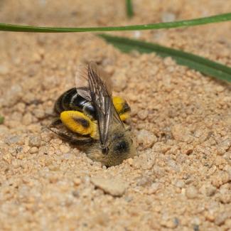 Aster mining bee digging in sand