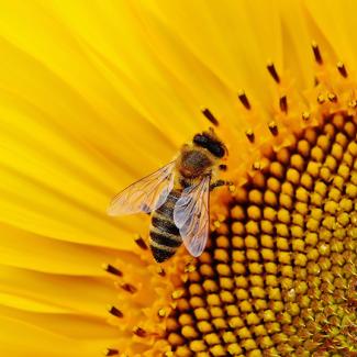 Honey bee on big sunflower