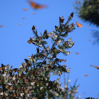 Orange-and-black monarch butterflies cling to the green branches of tress and fly in the blue sky 