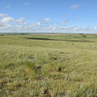 Gently undulating rangeland stretches to the horizon. The silver-grey leaves of plants show between the green grass. In the distance a cluster of farm buildings sit in the shelter of trees. Brown and black cattle graze.