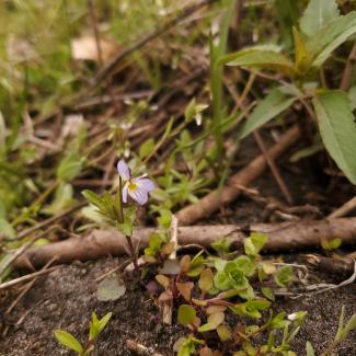 In the middle of the photo is the purple flower of a tiny wild pansy. The pansy is growing the decaying stems of bushes that were cut down.