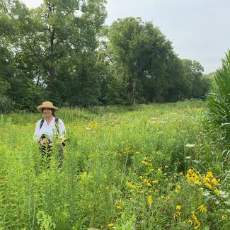 A women wearing a shite shite and a straw hat stands in a meadow, with plants and yellow flowers up to her waist. Behind her a line of tall trees with green leaves stretches into the distance.