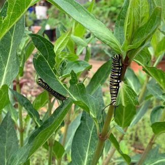 Monarch caterpillars on milkweed
