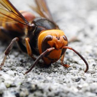 the bright orange face of giant hornets is a distinctive feature