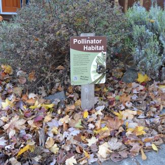 Shrubs and a pile of leaves stand near a pollinator habitat sign. (Photo: Matthew Shepherd / Xerces Society)