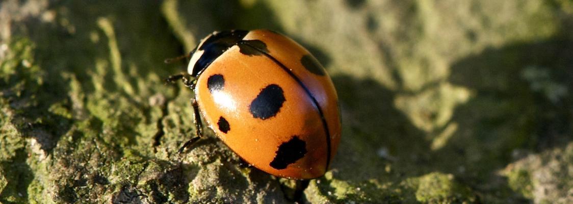 A lady beetle, with its characteristic round, red body and black spots and black head.