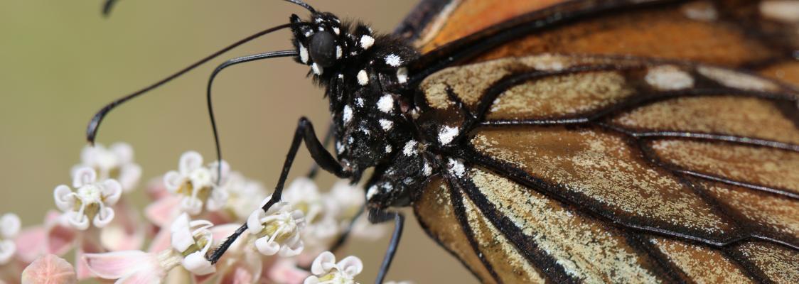 A monarch nectars on pink and white milkweed blossoms in this very detailed close-up image.