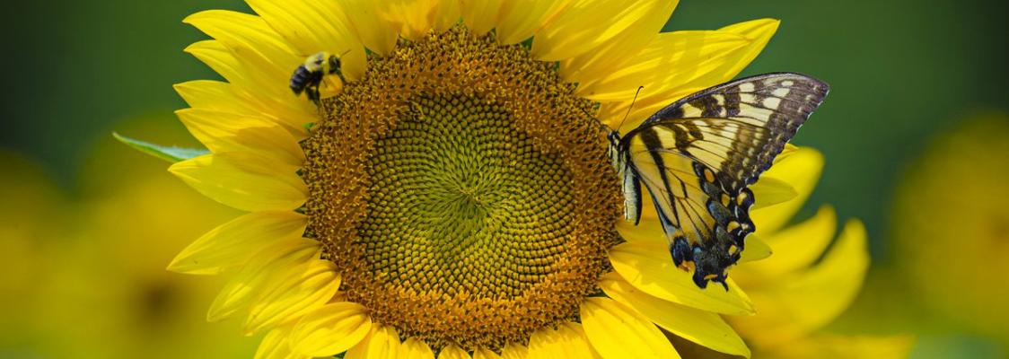 On either side of a bright yellow sunflower is a bumble bee and a bright yellow swallowtail butterfly.