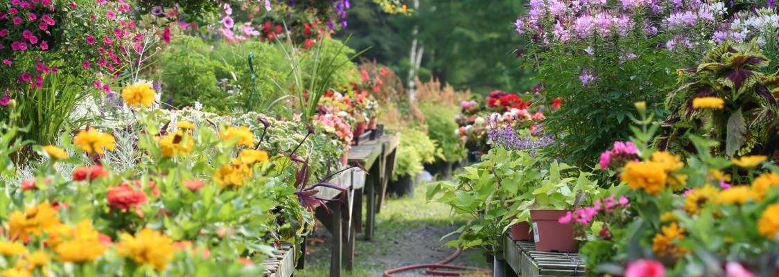A view down a row of display tables in an outdoor plant nursery. The flowers are red, yellow, purple, lilac, and white.