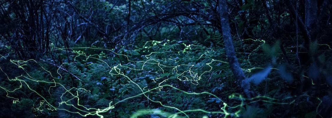 Blue ghost fireflies, ^Phausis reticulata^, in the Blue Ridge Mountains of North Carolina. (Photo: Radim Schreiber, fireflyexperience.org)