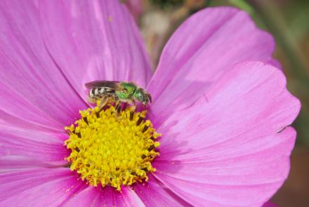 sweat bee on pink flower