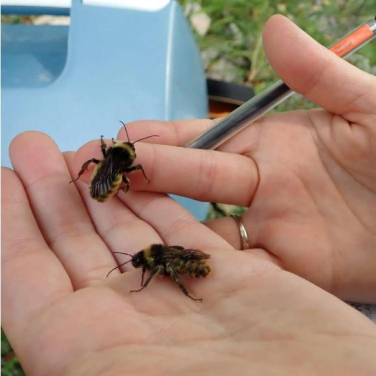 Hands hold a pencil and two live bumble bees. Photo: Katie Lamke, XS