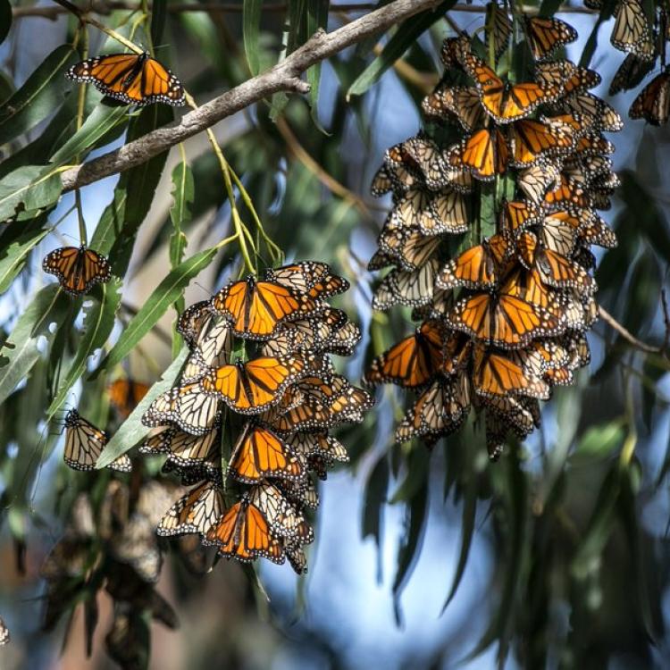 Monarch butterflies cluster in eucalyptus trees in Pismo Beach, California, in January 2018. Image Credit: George Rose, Getty Images
