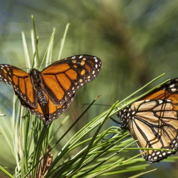 Butterflies land on branches at Monarch Grove Sanctuary in Pacific Grove, Calif., on Nov. 10, 2021. AP Photo/Nic Coury)