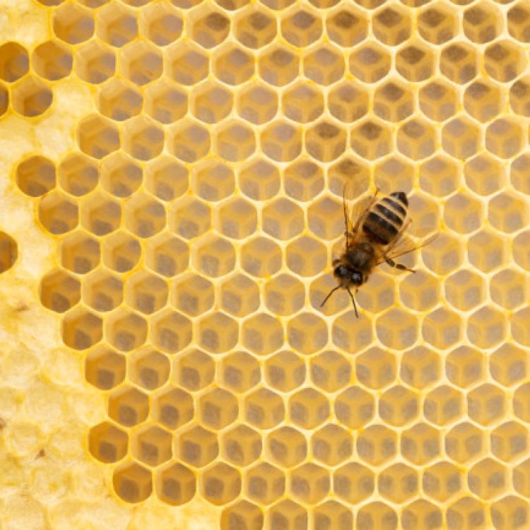 A single european honeybee on honeycomb