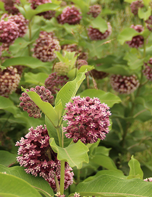 milkweed