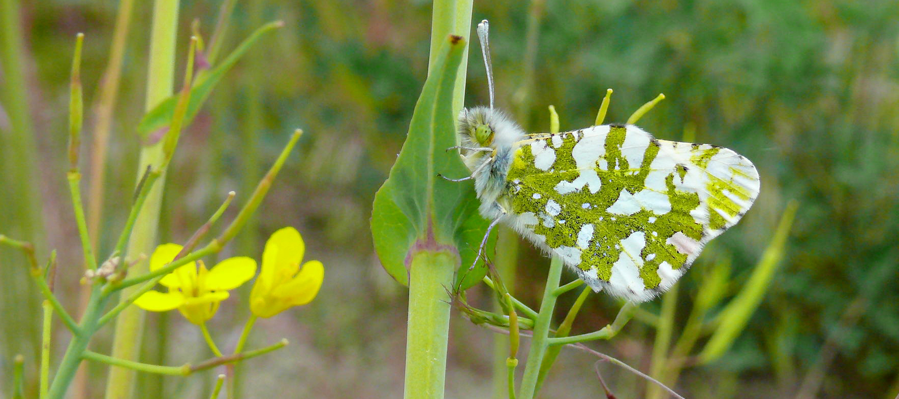 The island marble butterfly (Euchloe ausonides insulana) is named for its beautiful, white and bright green marbled wings.