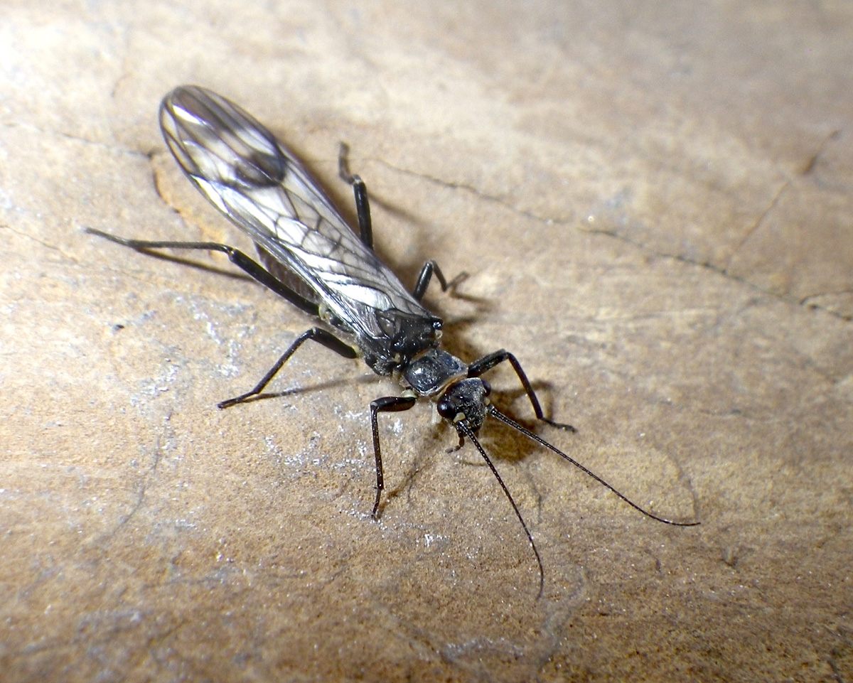 Western glacier stonefly on a rock