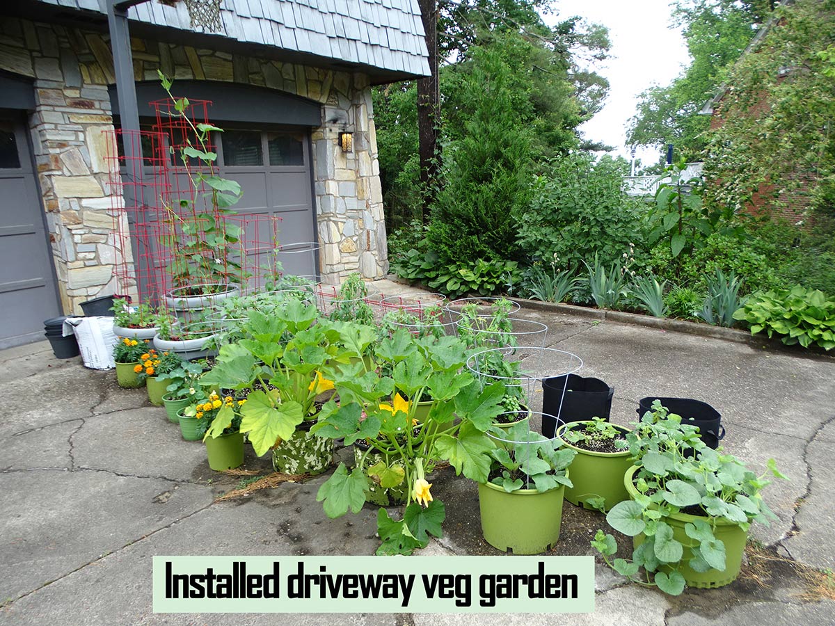 Approximately a dozen potted vegetables plants in the driveway