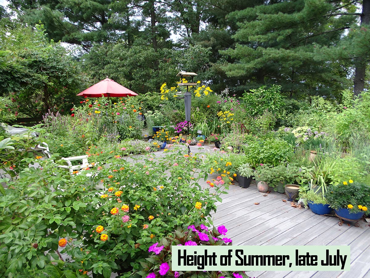 Dozens and dozens of beautiful, blooming, potted plants on Jennifer Geib's deck