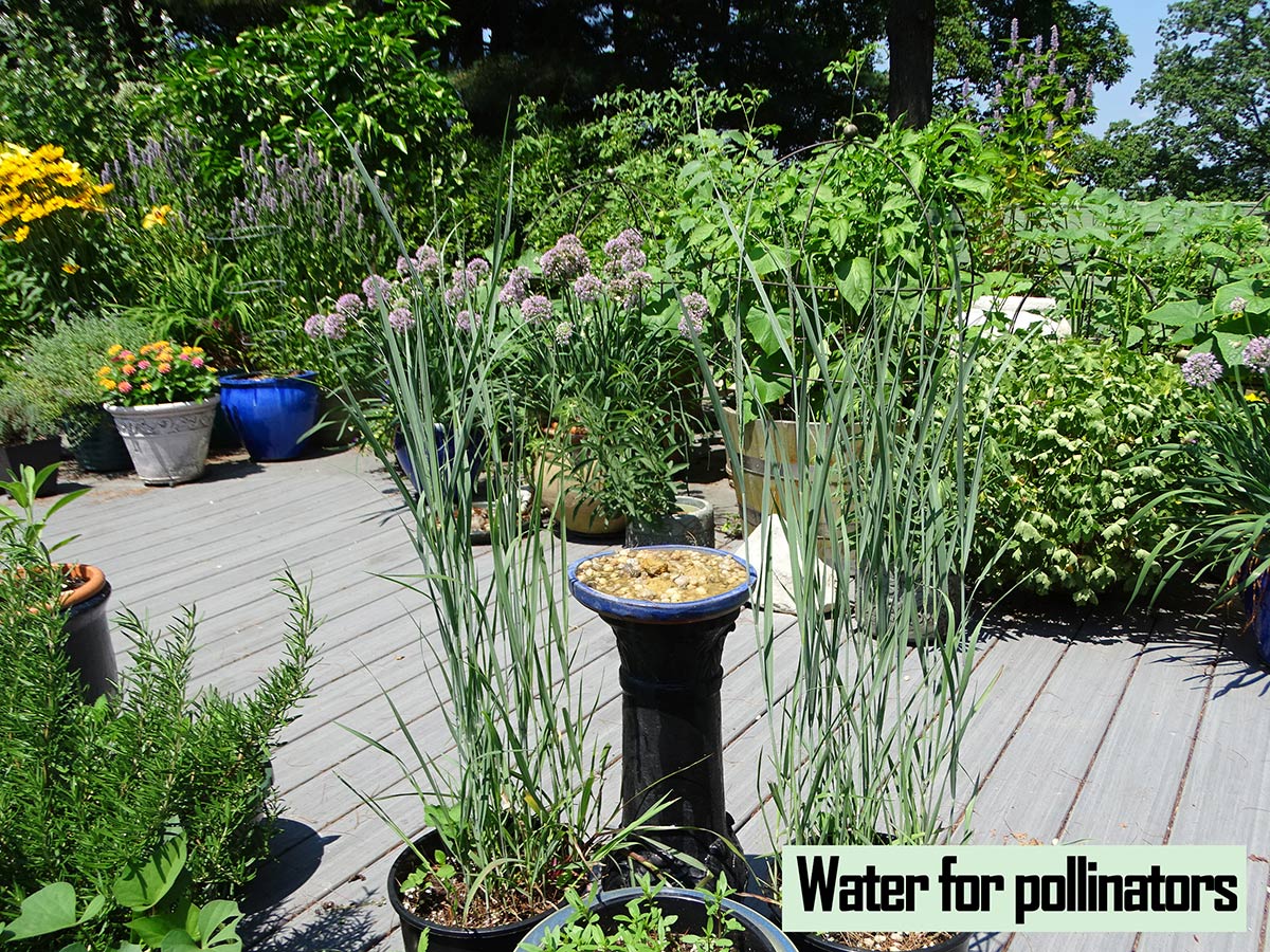 Amid potted plants, a bird bath is filled with rocks to act as a water source for insects
