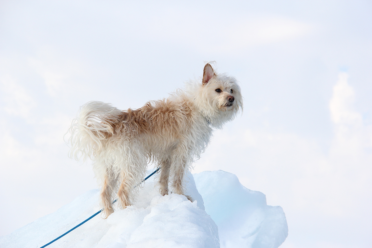 Small dog in the snow