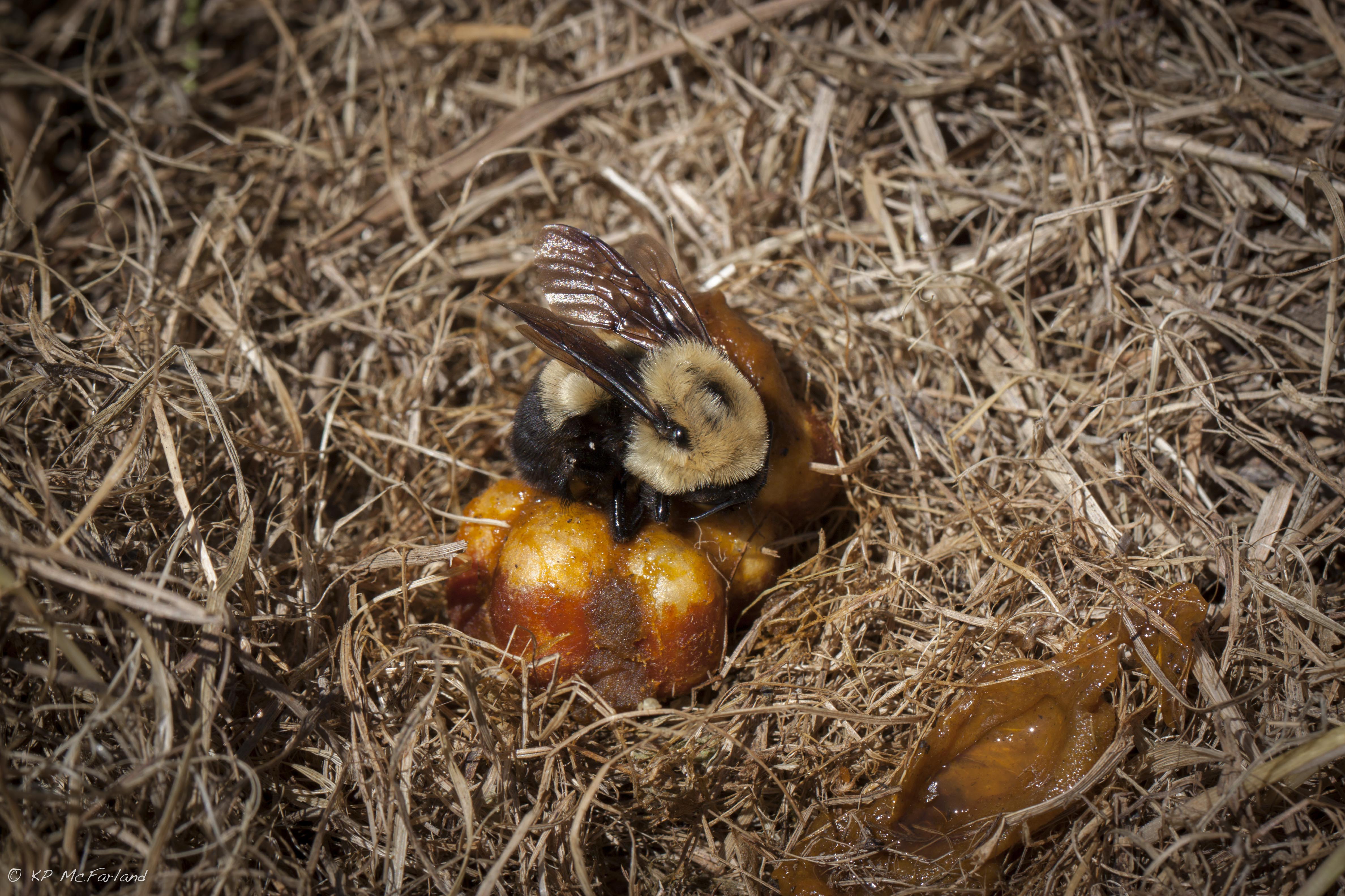 "A brown-belted bumble bee sits atop a cluster of orange eggs in a nest "