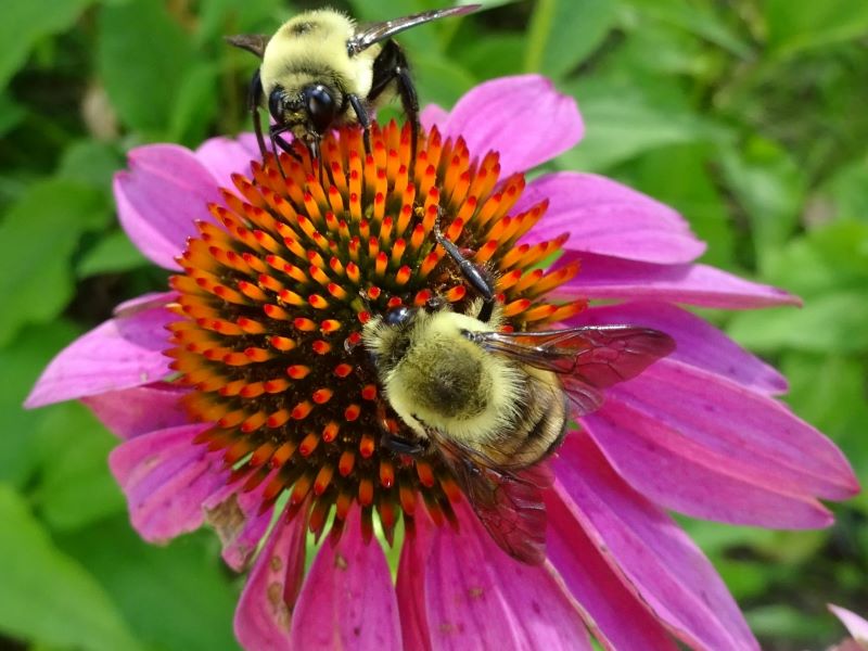 Several bumble bees forage from a purple coneflower