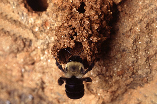 Hollow log seemingly filled with dead leaf pieces 