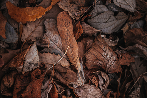 Fallen leaves on ground