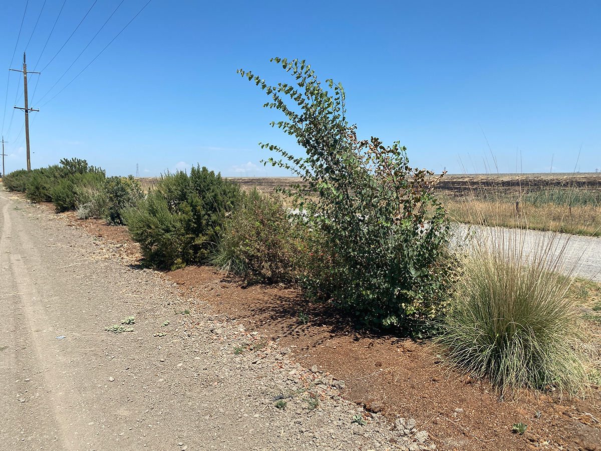 Bushes and plants planted in a line