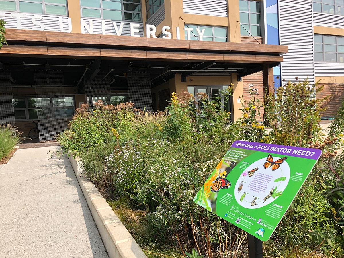 Native flowering garden with educational signage outside of Tufts University building 