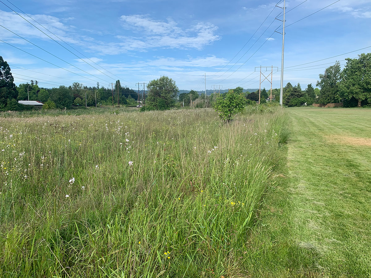 Mowed lawn next to undisturbed native meadow 