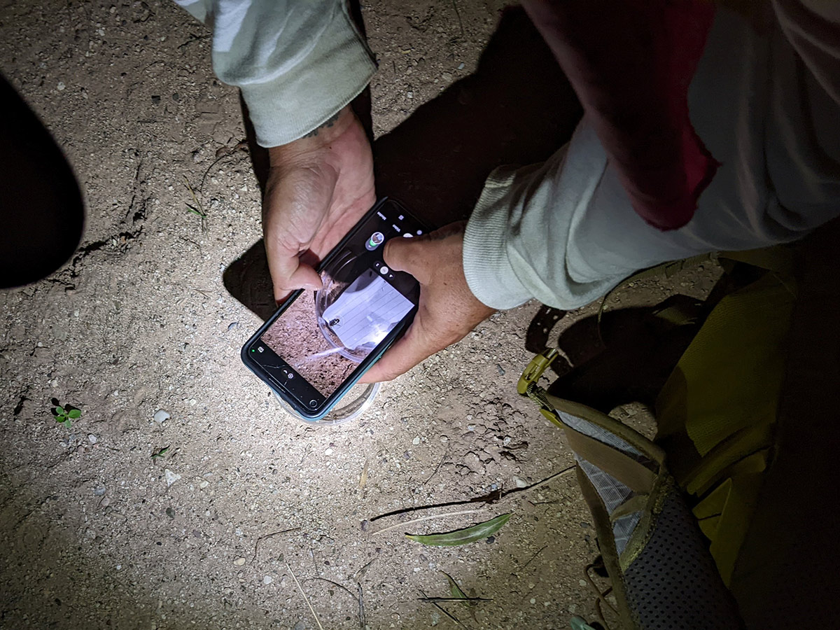 A participant uses their iphone camera to photograph a firefly in a petri dish